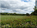 Grazing near Close House Farm