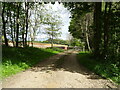 Track beside Middle Rigg Plantation