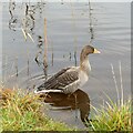 SK6340 : If you missed your Christmas goose, here's one you can enjoy by Alan Murray-Rust