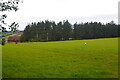 Field near Mount Wood