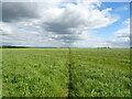 Bridleway towards Terrington