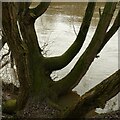 Willow tree on the bank of the River Trent