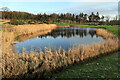 NZ1266 : Pond, Close House Golf Course by Andrew Curtis