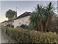 Yucca palms on Kinloch Drive, Kingsbury