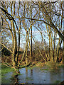 Flooded woodland near Goldthorn Park in Wolverhampton