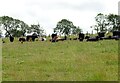 NZ1048 : Herd of cattle by Robert Graham