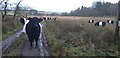 Rough grazing for Belted Galloway cows