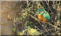 Kingfisher in Ross-on-Wye, 1