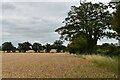 Wheat field and trees, Wood Lane, Dallinghoo