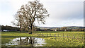 Trees on waterlogged ground