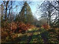 Track along the edge of Beech Wood