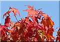 SU9941 : Winkworth - Maple Leaves by Colin Smith