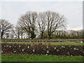 Garden of Remembrance in the Coychurch Crematorium site