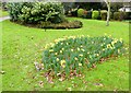 Daffodils in December, guarded by a grey squirrel