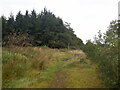 Woodland above Avonbridge