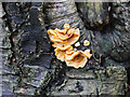 TG3130 : Stereum hirsutum. Hairy Curtain Crust fungi on Silver Birch by David Pashley