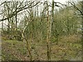 Overgrown old quarry at Pool Bank