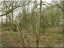 SE2444 : Overgrown old quarry at Pool Bank by Stephen Craven