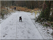 H4772 : Little dog enjoying the snow, Cranny by Kenneth  Allen
