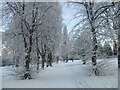 Snow in the Duchess Park