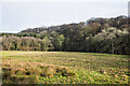 Rough grazing land on west side of Waskerley Beck