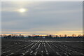 Ploughed Field next to Islebeck Grange