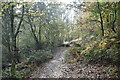 Footpath in Hurst Wood