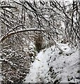 Path along the Honey Brook