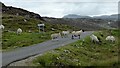 Sheep on the road at Cliasmol