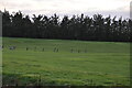 Geese, Suffolk Golf Course