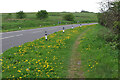 Dandelion time, Ditchling Road