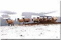 NT2348 : Sheep and feeder, Darnhall Mains by Jim Barton