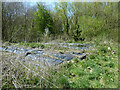 Overgrown cultivation, Norsey Wood