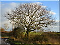 Tree on Fen Lane, Bassingham Low Fields