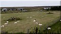 Modern clearance cairns and sheep