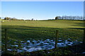 A muddy field, Bracky