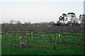 Brightwell Vineyard