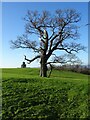 SO8644 : Oak tree and the Panorama Tower by Philip Halling