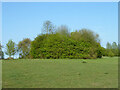 Queens Park Country Park - tree clump in main meadow