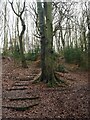 Steps in Hail Mary Hill Wood