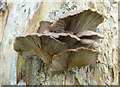 Fungi on a dead tree, Syndale Park near Faversham