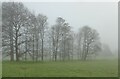 Ghostly winter trees in the mist, Syndale Park