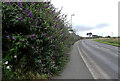 Buddleia hedge, St. Ives Road (A3074) north west of Lelant