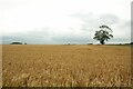 SE3554 : Arable field north of Plumpton Hall by Graham Robson