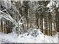 Footpath to Studdon Dene in the snow