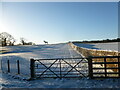 Horse on the horizon