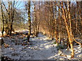 Woodland path under snow, Meikle Burn