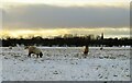 SE3777 : Sheep in the snow by Gordon Hatton