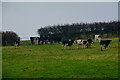 SS4539 : Georgeham : Grassy Field & Cattle by Lewis Clarke