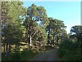 NN5554 : Granny pines, Rannoch Forest by Richard Webb